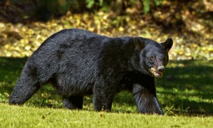 Αλάσκα: Δέχτηκε επίθεση από αρκούδα.. στην τουαλέτα