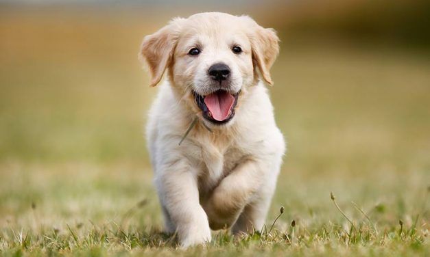 Ζώα συντροφιάς: σημαντικές αλλαγές με ΝΣ του Υπ. Εσωτερικών