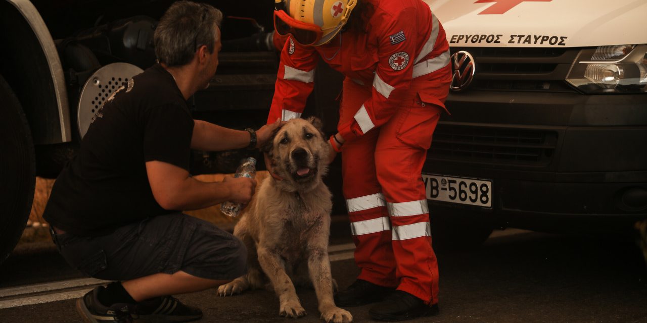 Dogs’ Voice: Πώς μπορούμε να βοηθήσουμε ζώα από πυρόπληκτες περιοχές