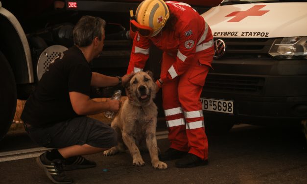 Dogs’ Voice: Πώς μπορούμε να βοηθήσουμε ζώα από πυρόπληκτες περιοχές