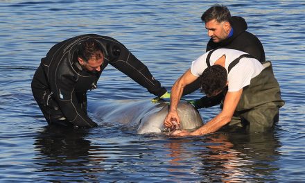 Φάλαινα βρέθηκε πιθανώς τραυματισμένη στην παραλία Αλίμου – βίντεο