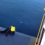 Σαλαμίνα: Μέλη Ferry Boat έσωσαν σκυλί που έπεσε στη θάλασσα