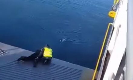 Σαλαμίνα: Μέλη Ferry Boat έσωσαν σκυλί που έπεσε στη θάλασσα