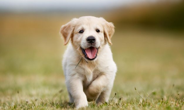 Σκότωσε 9 κουτάβια με χορτοκοπτικό – Σοκαριστική καταγγελία στα Καβάσιλα